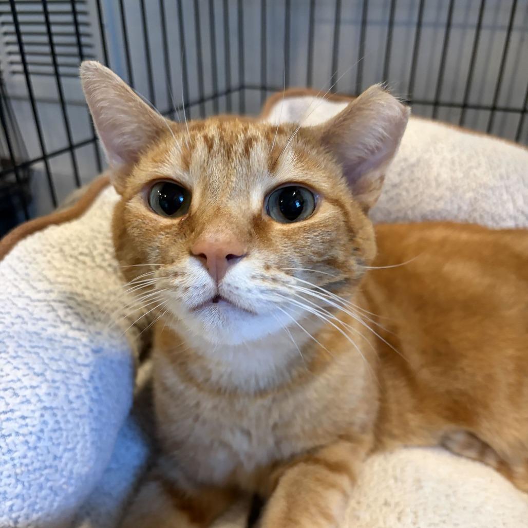 Friendly, Adoptable, Adult Male Domestic Short Hair.