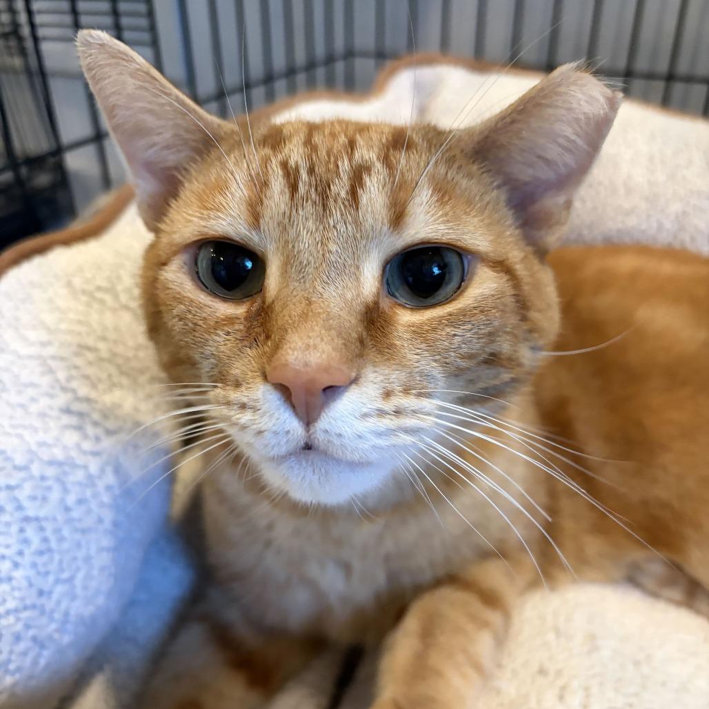 Enlarge Friendly, a Adoptable Domestic Short Hair in Louisville, KY image 2/3