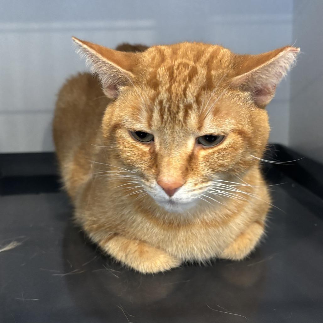 Enlarge Friendly, a Adoptable Domestic Short Hair in Louisville, KY image 3/3