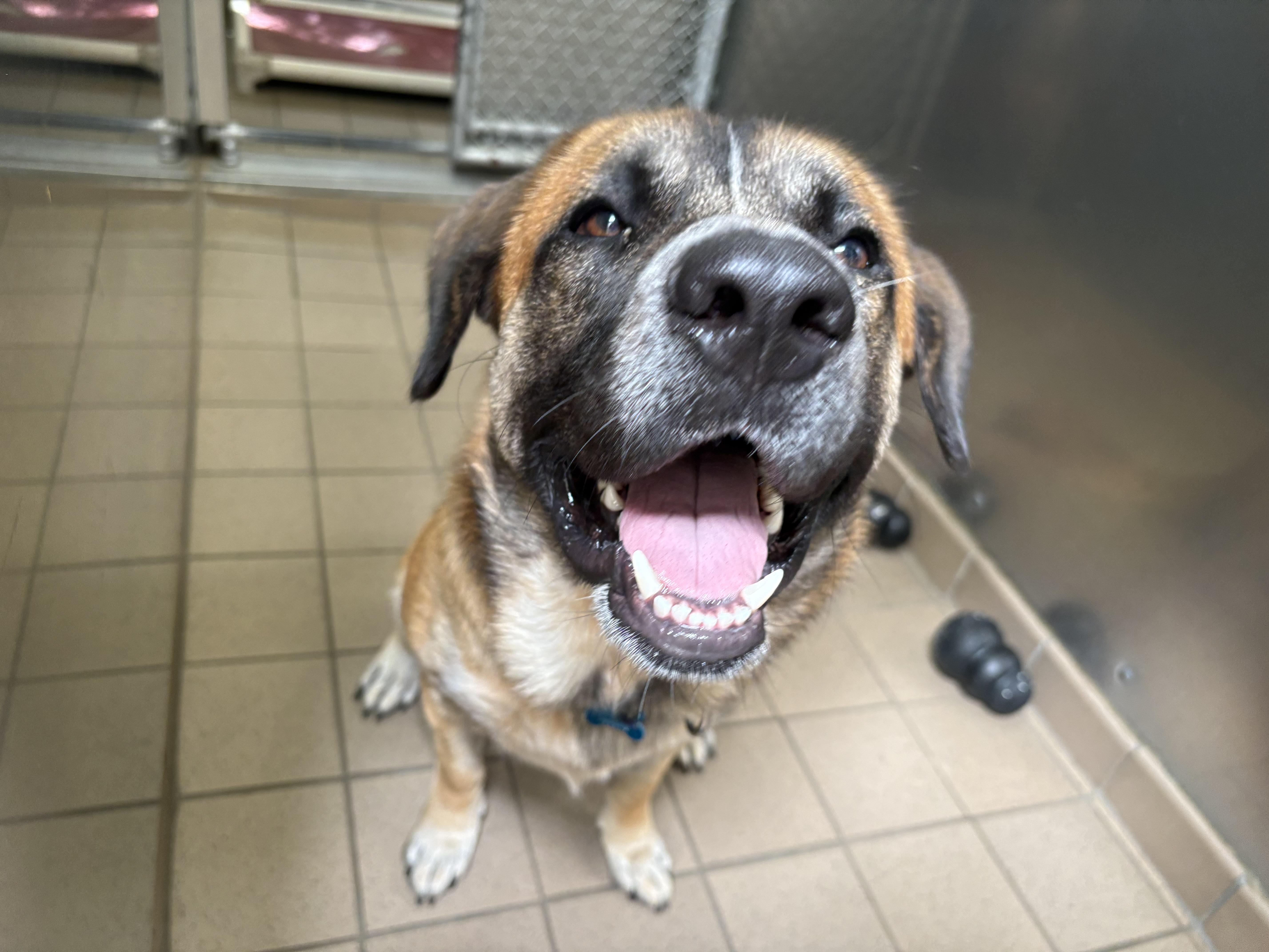 Enlarge Baloo, a Adopted mixed breed in Wantagh, NY image 2/3