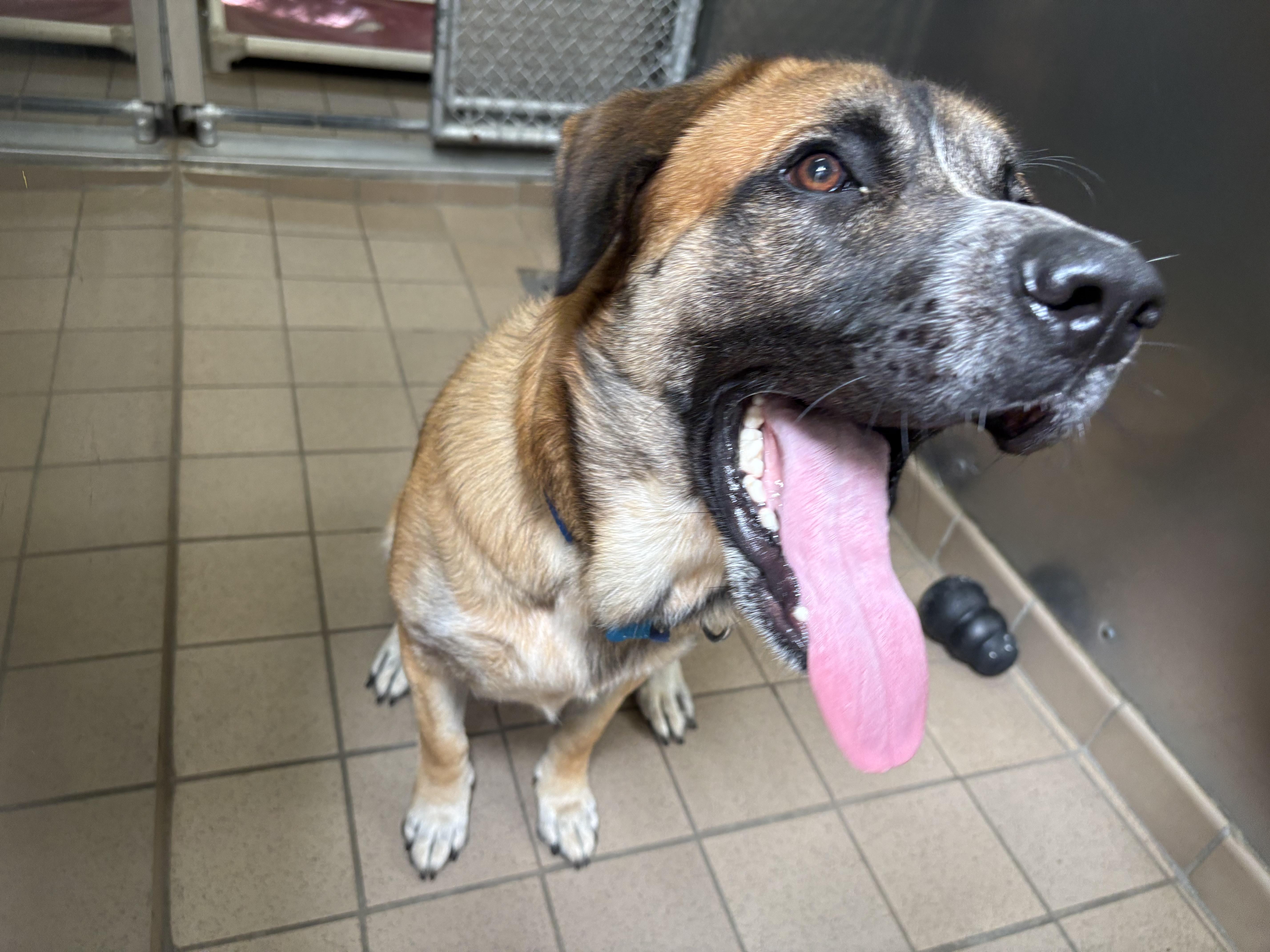 Enlarge Baloo, a Adopted mixed breed in Wantagh, NY image 3/3
