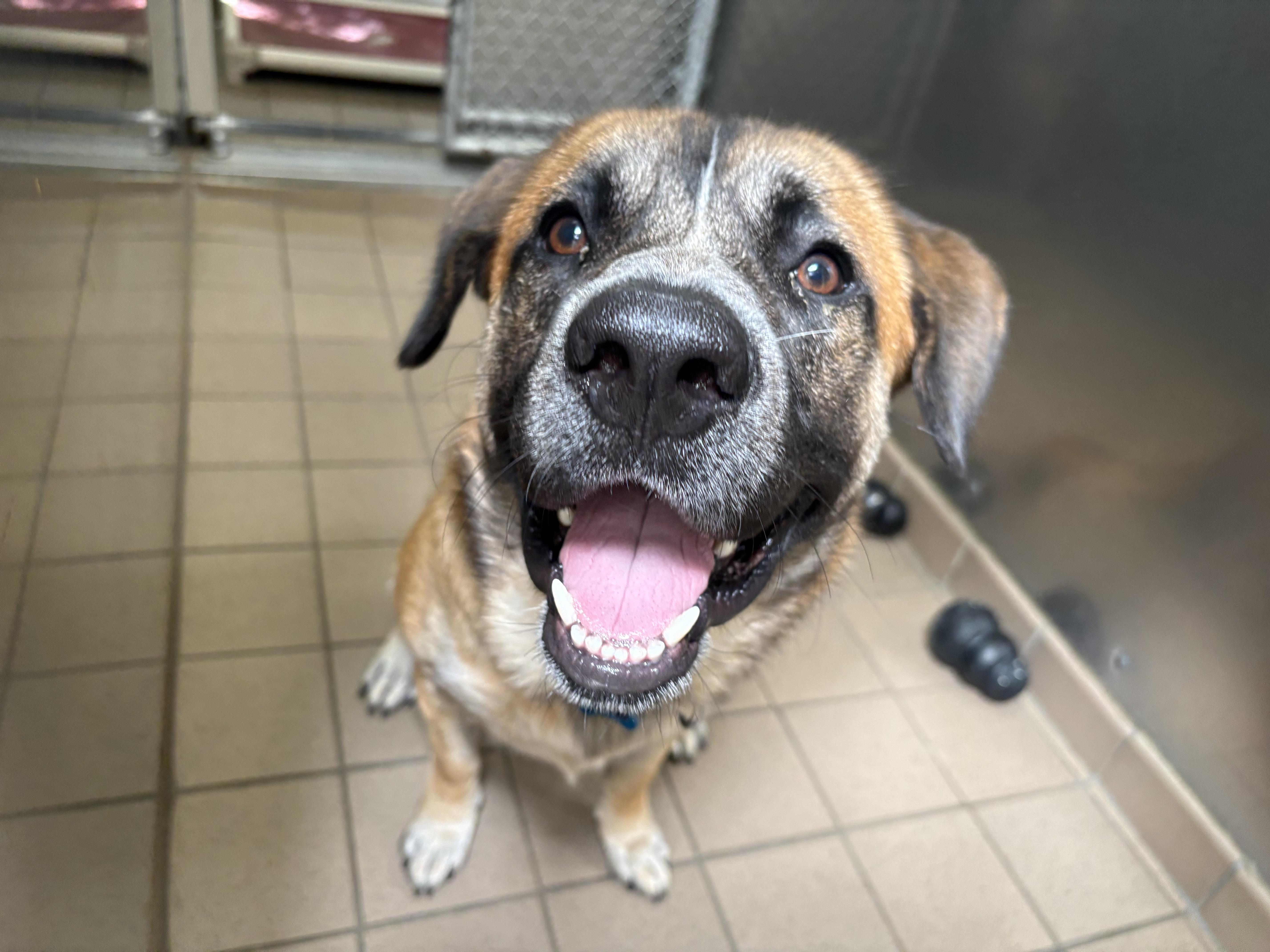 Baloo, Adopted, Young Male Mixed Breed.