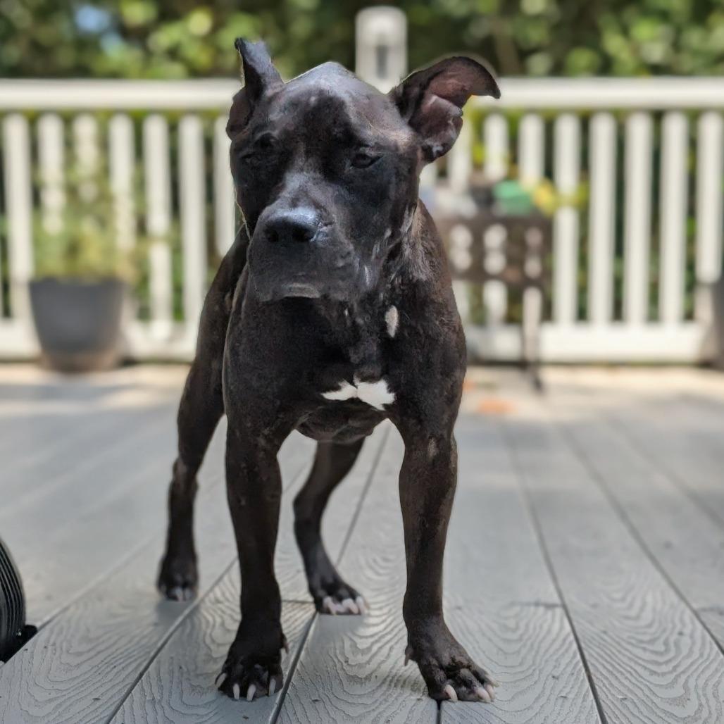 Enlarge Pippa, a Adoptable Pit Bull Terrier in Raleigh, NC image 1/1