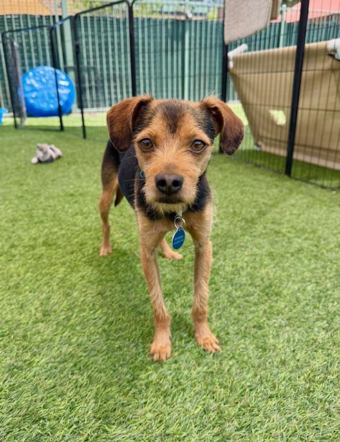 Max, Adoptable, Adult Male Chihuahua.