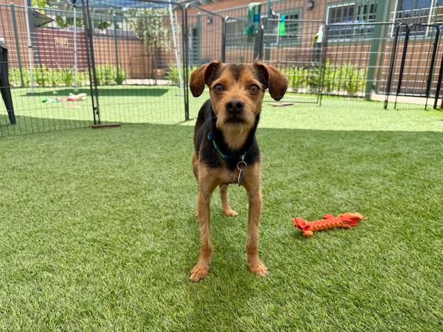 Enlarge Max, a Adoptable mixed breed in Agoura Hills, CA image 2/3