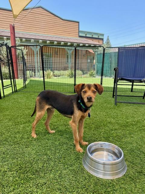 Enlarge Max, a Adoptable mixed breed in Agoura Hills, CA image 3/3