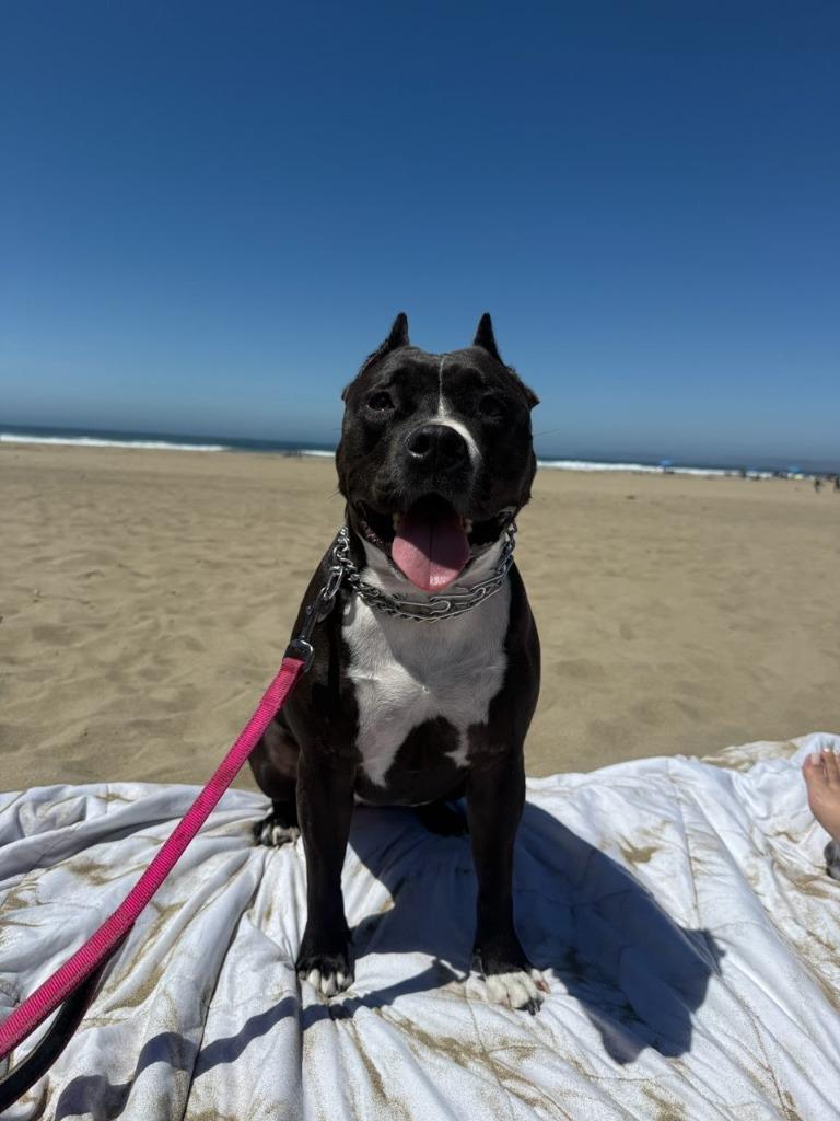 Maura - Adopt Me!, Adoptable, Adult Female American Staffordshire Terrier.