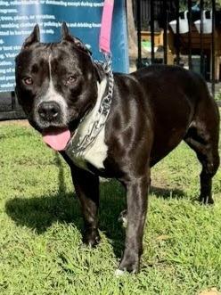 Maura - Adopt Me!, Adoptable, Adult Female American Staffordshire Terrier.