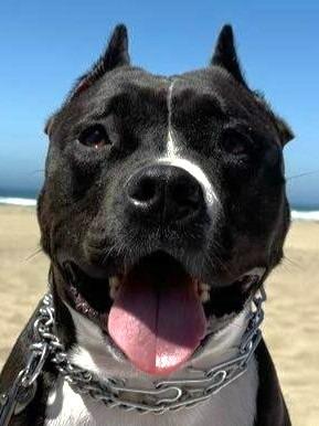 Enlarge Maura - Adopt Me!, a Adoptable mixed breed in Lake Forest, CA image 2/6