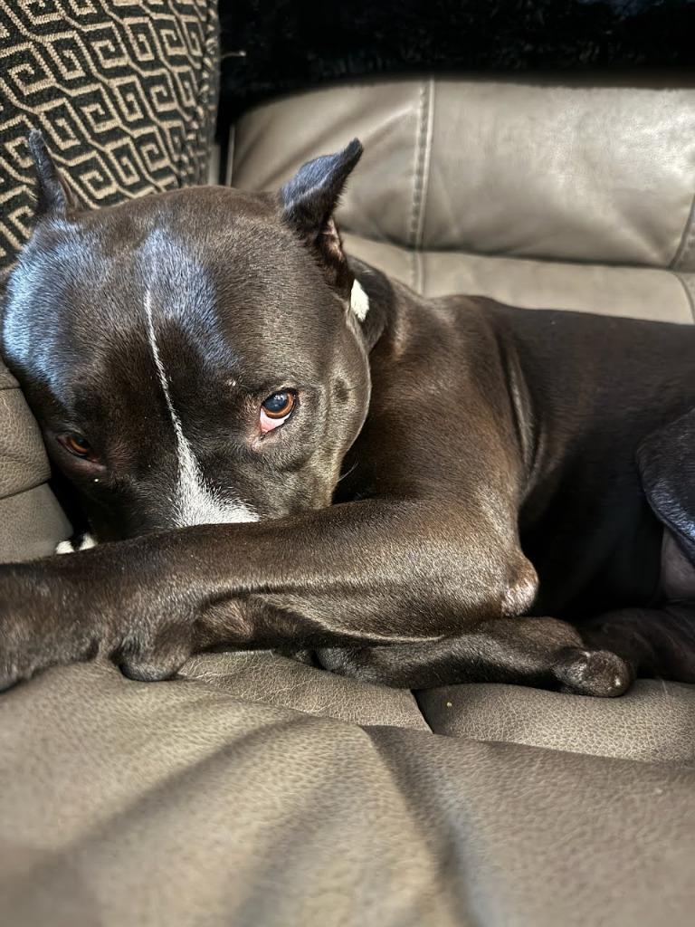 Enlarge Maura - Adopt Me!, a Adoptable mixed breed in Lake Forest, CA image 4/6