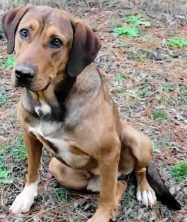 Neptune, Adoptable, Young Male Hound.