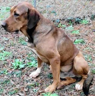 Enlarge Neptune, a Adoptable mixed breed in Chelmsford, MA image 2/4