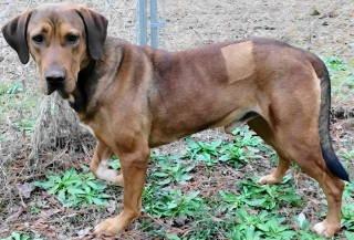 Enlarge Neptune, a Adoptable mixed breed in Chelmsford, MA image 3/4