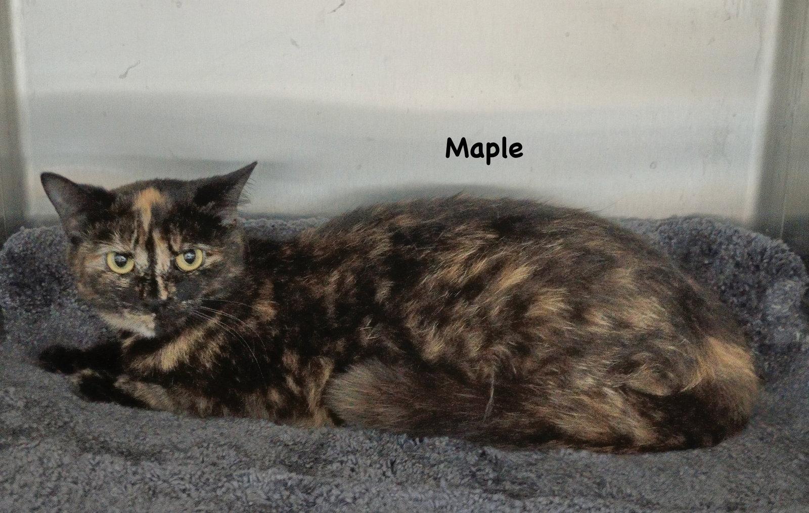 Enlarge Maple, a Adoptable mixed breed in Morehead, KY image 1/1