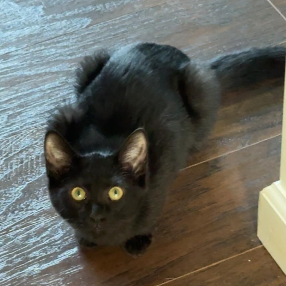 Darla (EH), Adoptable, Kitten Female Domestic Short Hair.