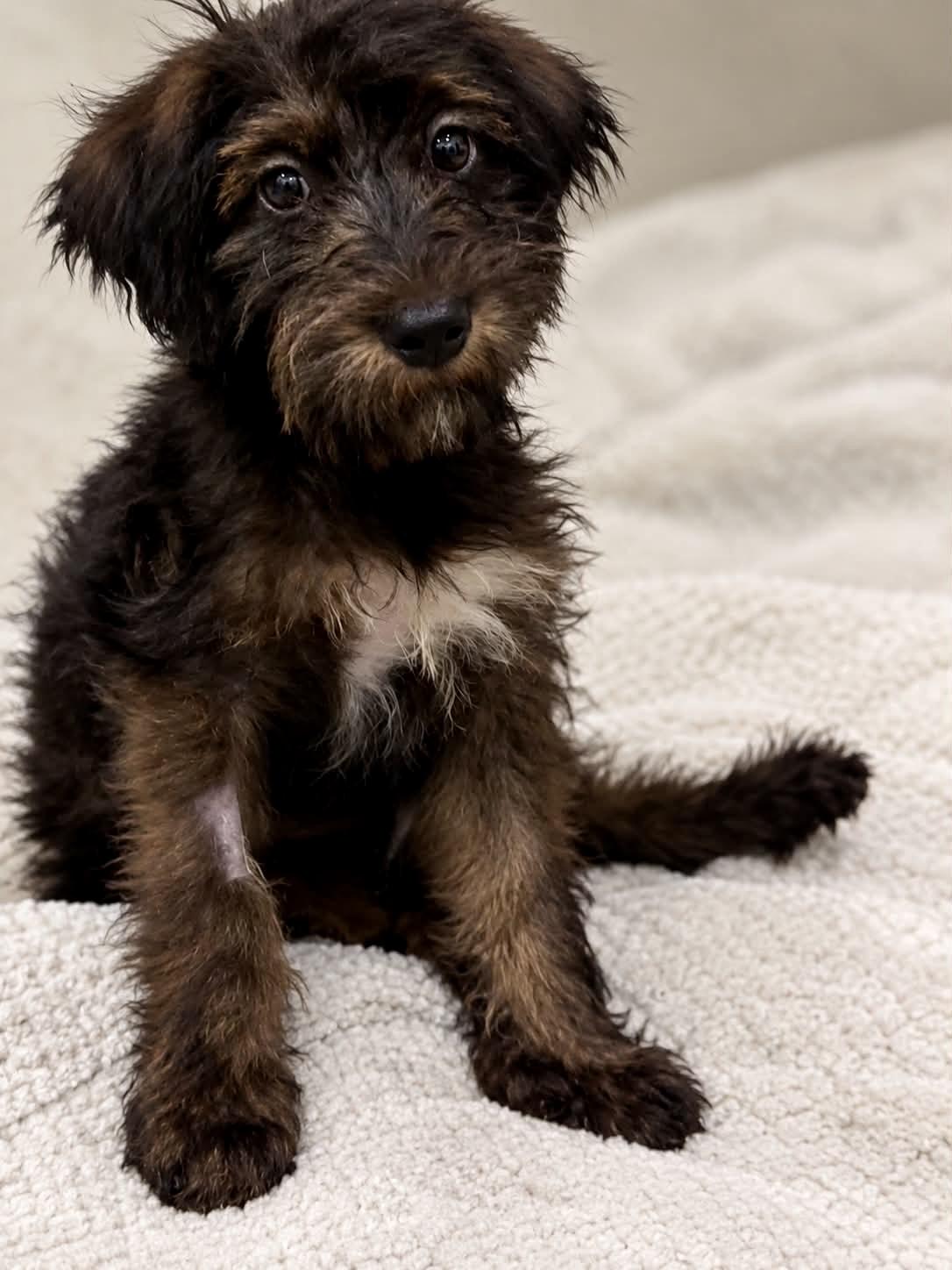 Enlarge Salem, a Adopted Labradoodle in Las Vegas, NV image 1/1