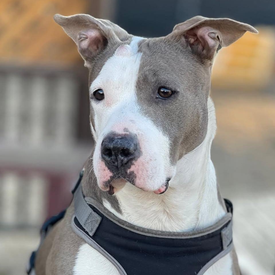 Enlarge Abby, a Adoptable Pit Bull Terrier in Glendale, NY image 1/6