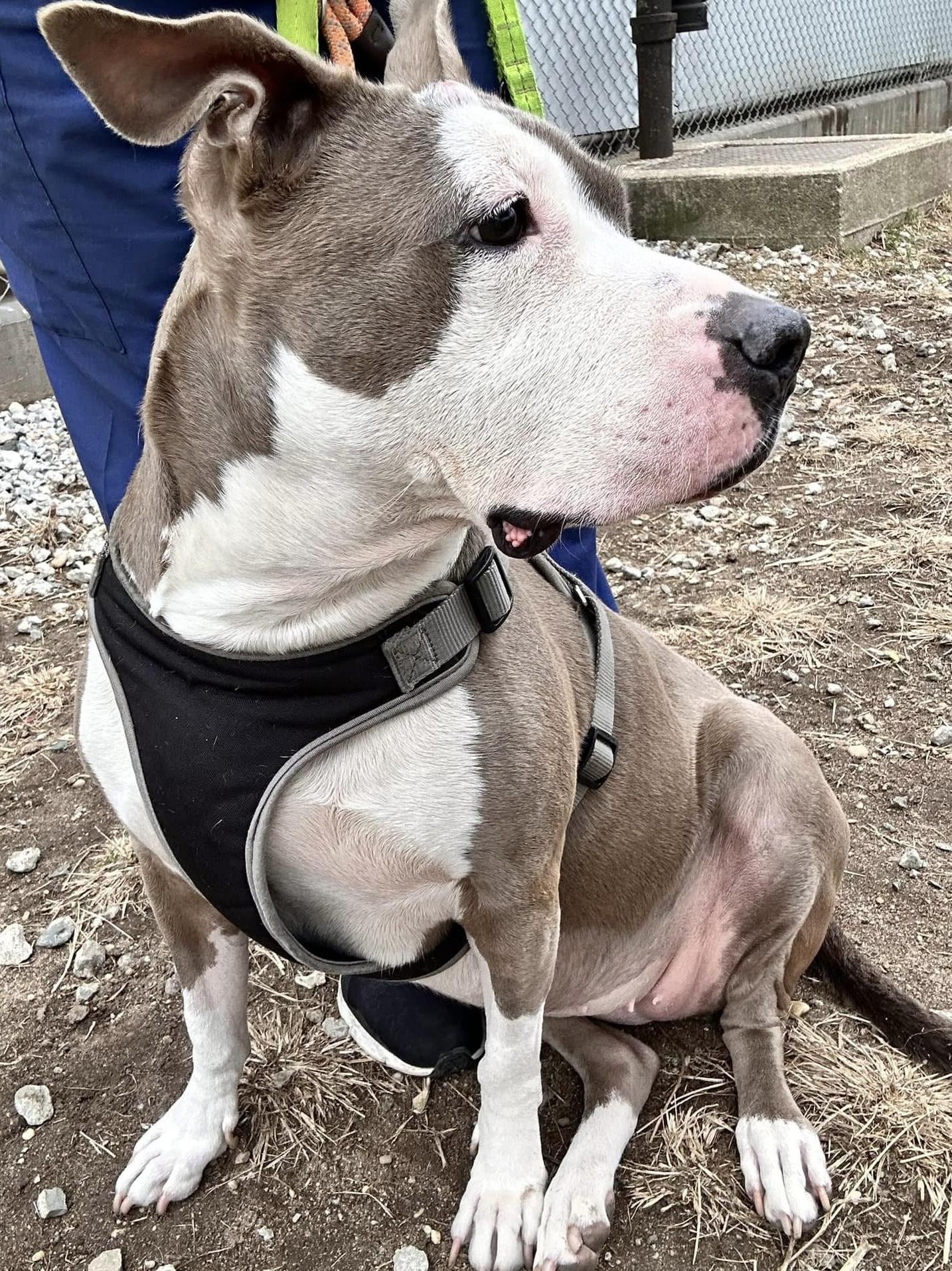 Enlarge Abby, a Adoptable Pit Bull Terrier in Glendale, NY image 3/6