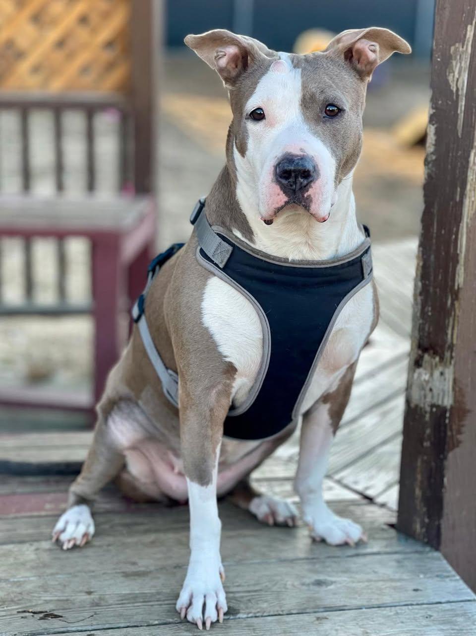 Enlarge Abby, a Adoptable Pit Bull Terrier in Glendale, NY image 5/6