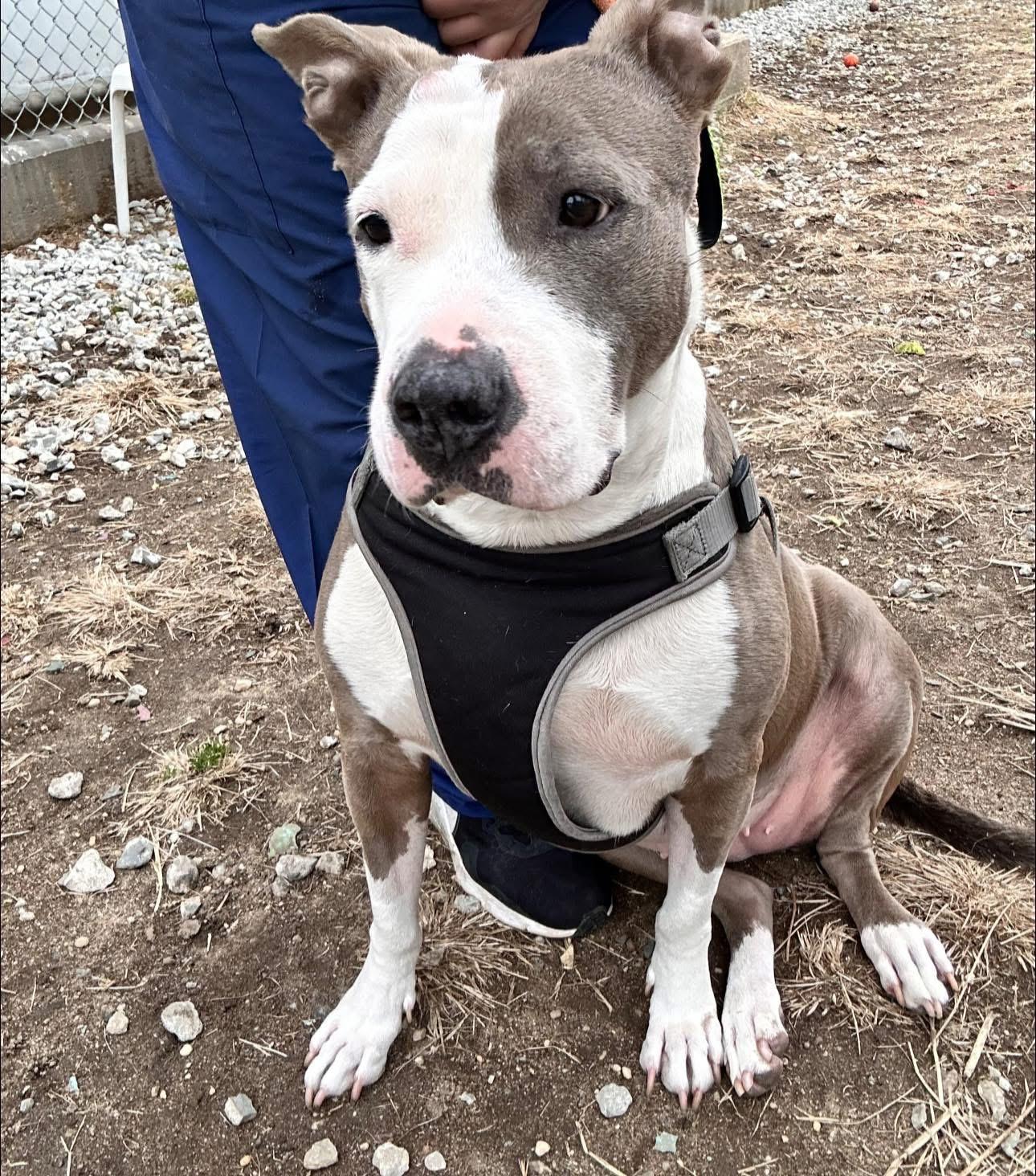 Enlarge Abby, a Adoptable Pit Bull Terrier in Glendale, NY image 4/6