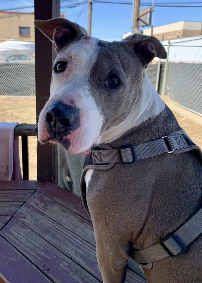 Enlarge Abby, a Adoptable Pit Bull Terrier in Glendale, NY image 2/6