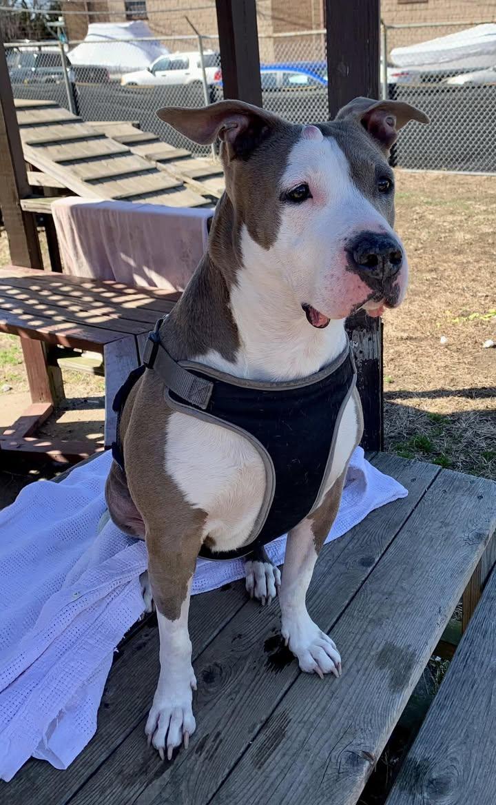 Enlarge Abby, a Adoptable Pit Bull Terrier in Glendale, NY image 6/6
