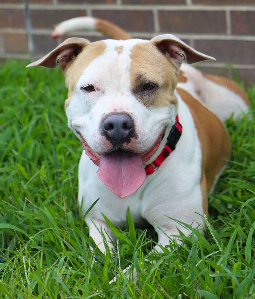 Mermaid (AO34502), a Adoptable mixed breed in Kansas City, KS image 4/6