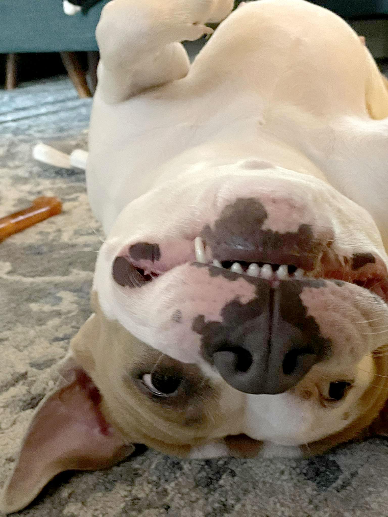 Mermaid (AO34502), a Adoptable mixed breed in Kansas City, KS image 4/6