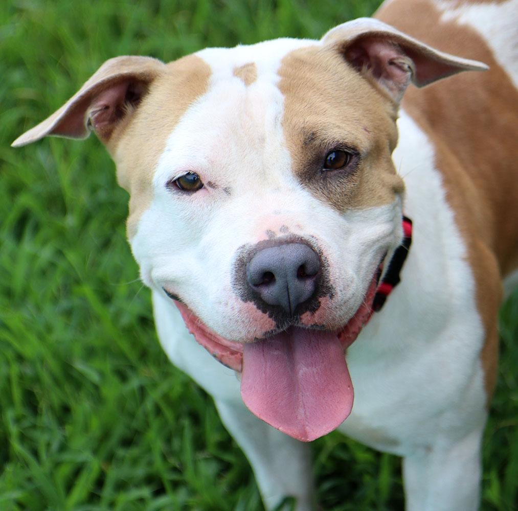 Mermaid (AO34502), Adoptable, Adult Female American Bulldog & Mixed Breed.