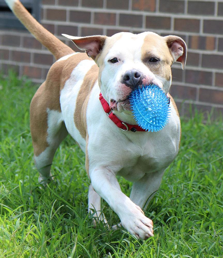 Mermaid (AO34502), a Adoptable mixed breed in Kansas City, KS image 3/6