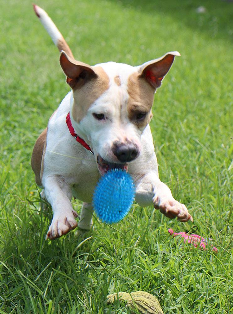 Mermaid (AO34502), a Adoptable mixed breed in Kansas City, KS image 2/6