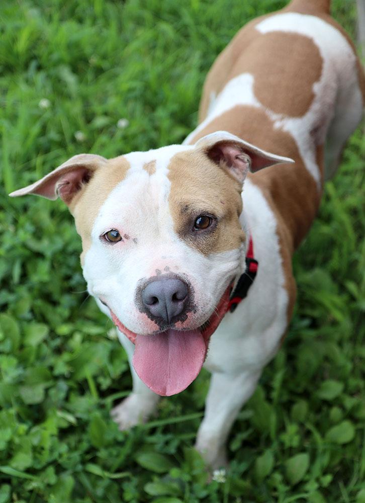 Mermaid (AO34502), a Adoptable mixed breed in Kansas City, KS image 5/6