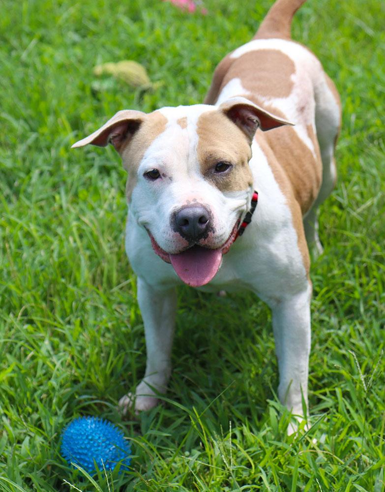 Mermaid (AO34502), a Adoptable mixed breed in Kansas City, KS image 6/6