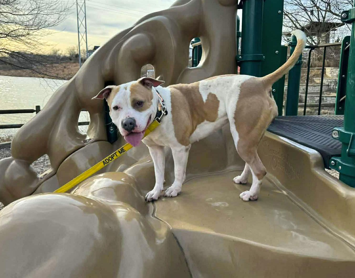 Enlarge Mermaid (AO34502), a Adoptable mixed breed in Kansas City, KS image 6/6