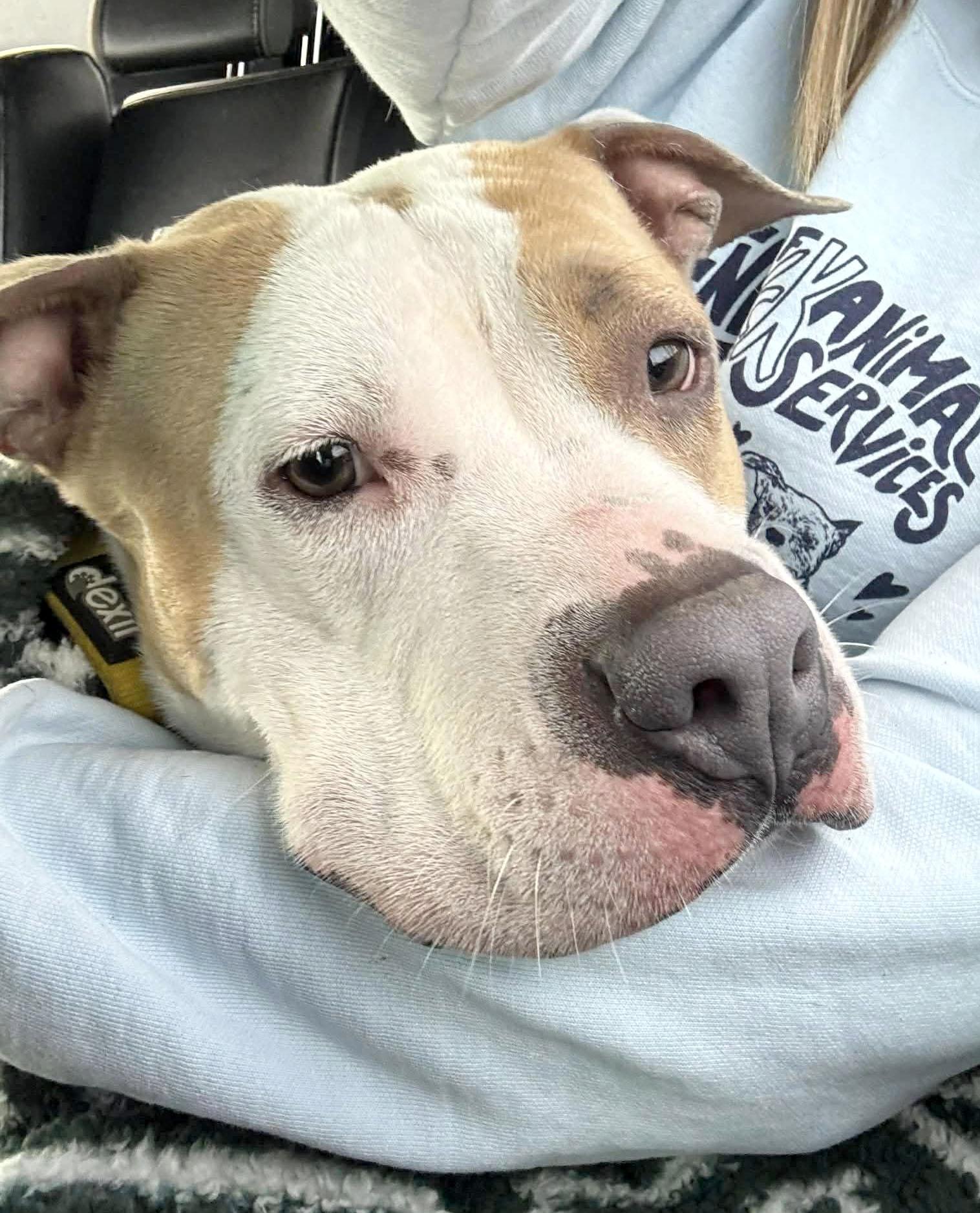 Enlarge Mermaid (AO34502), a Adoptable mixed breed in Kansas City, KS image 5/6