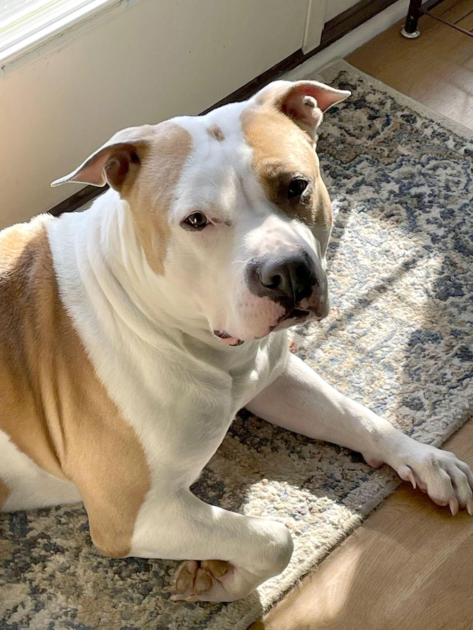 Mermaid (AO34502), a Adoptable mixed breed in Kansas City, KS image 3/6