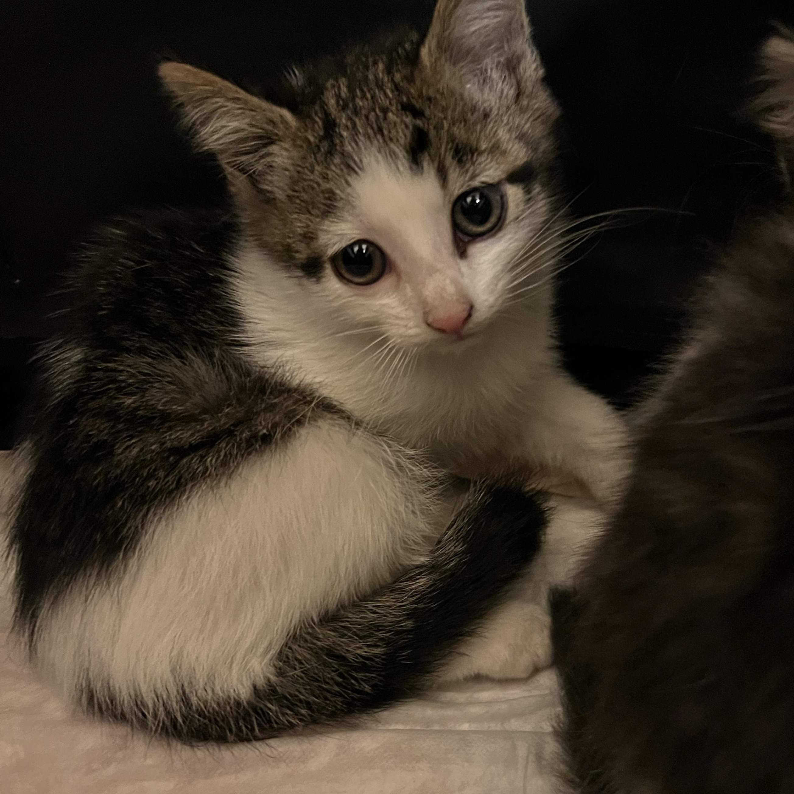 Enlarge Nori, a Adoptable Domestic Short Hair in Syosset, NY image 4/4