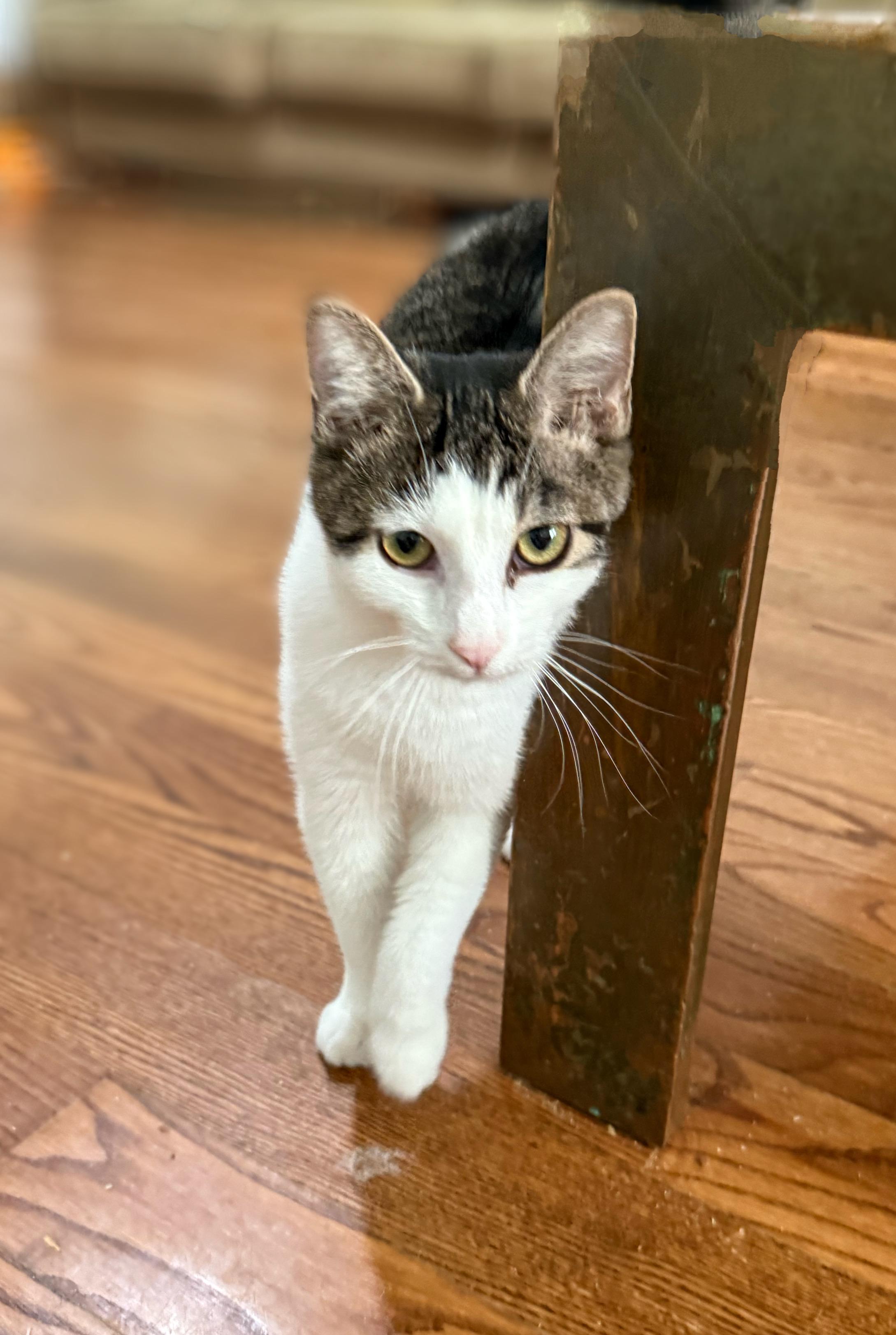 Enlarge Nori, a Adoptable Domestic Short Hair in Syosset, NY image 2/4