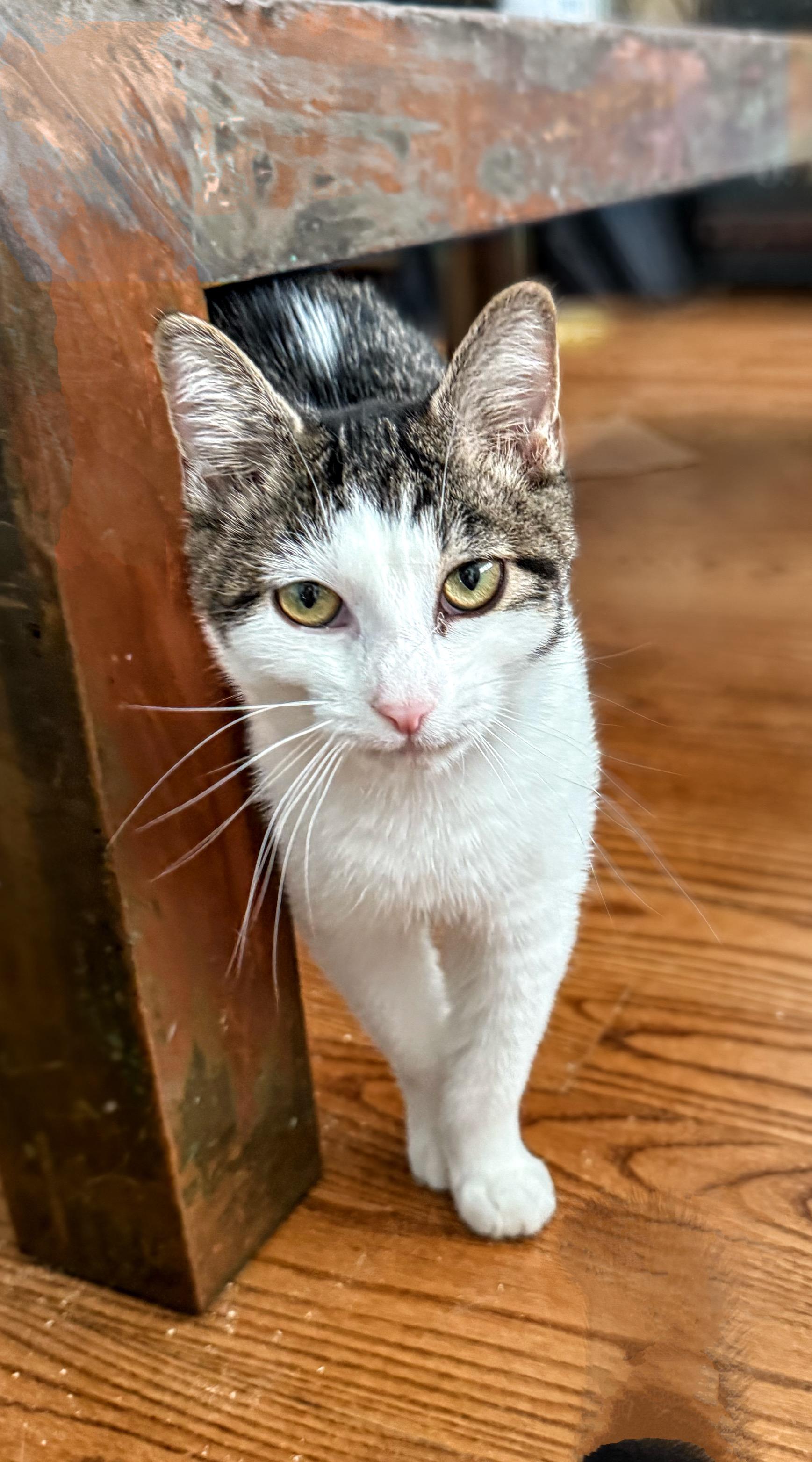 Enlarge Nori, a Adoptable Domestic Short Hair in Syosset, NY image 3/4