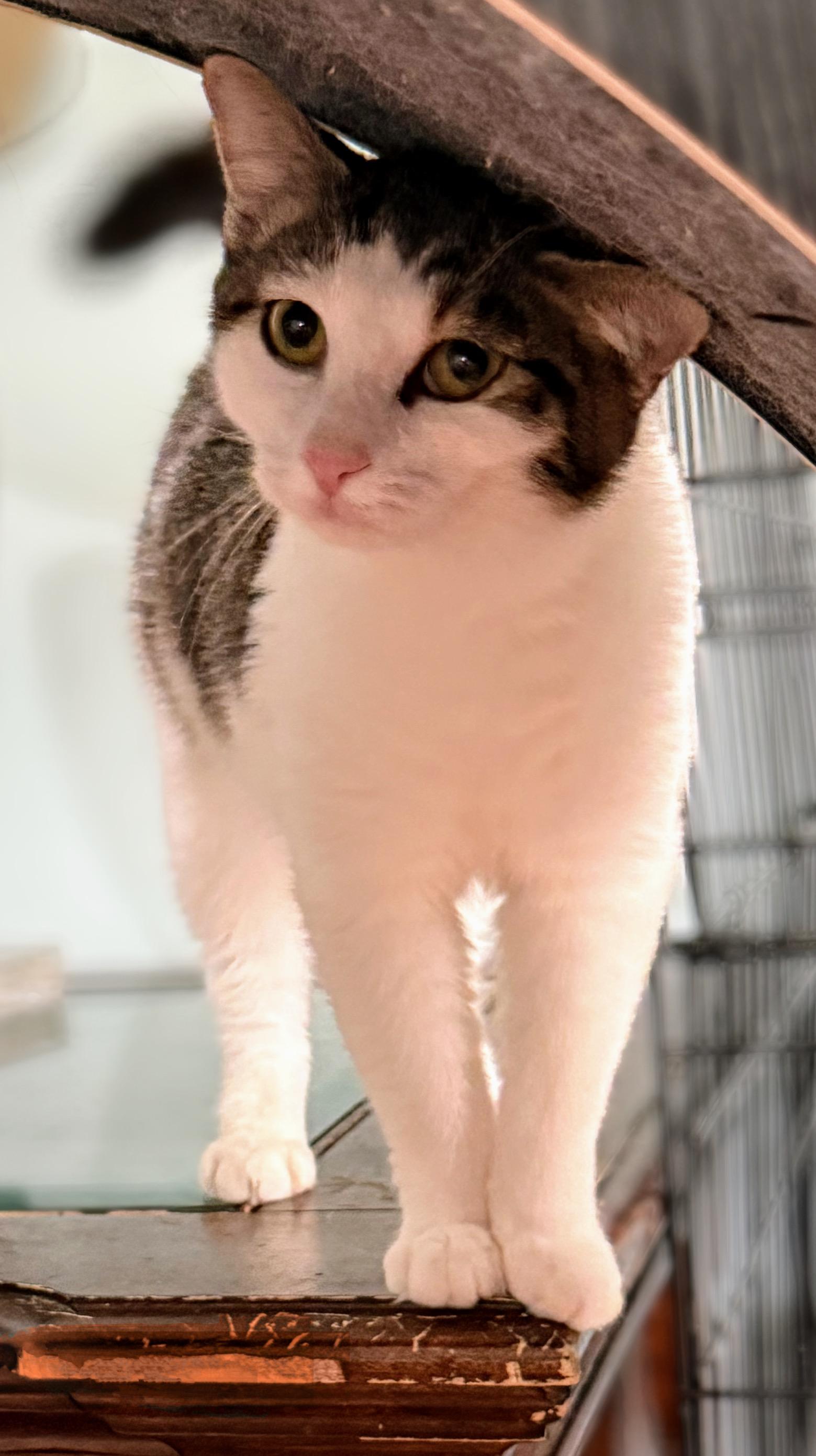 Nori, Adoptable, Kitten Female Domestic Short Hair.