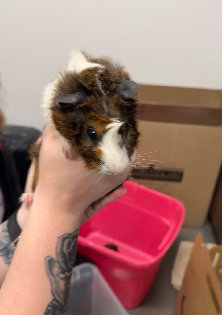 Enlarge Saint Nick, a Adoptable Guinea Pig in Clarksville, TN image 1/1
