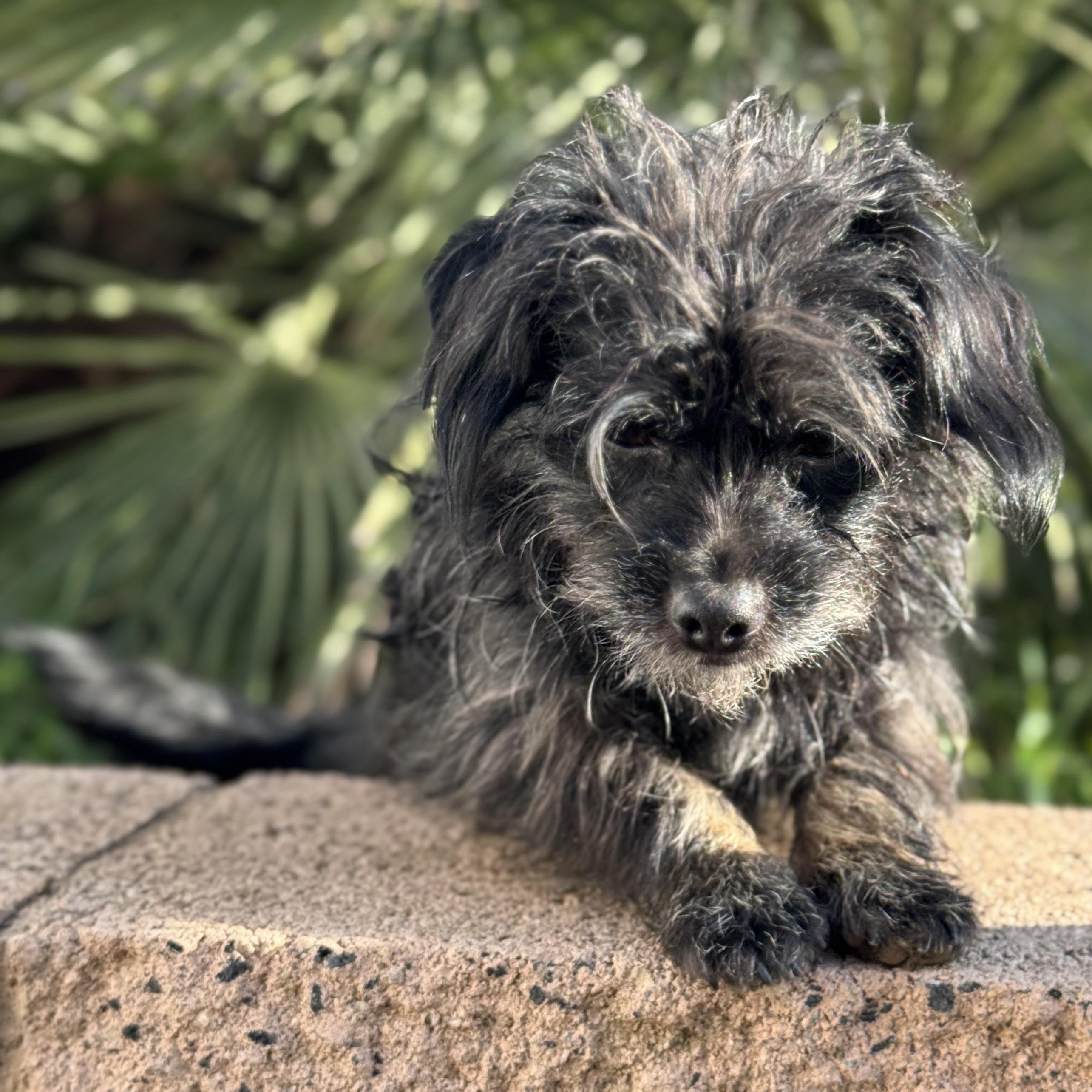 Mr. Sweet Theo thumbnail 2