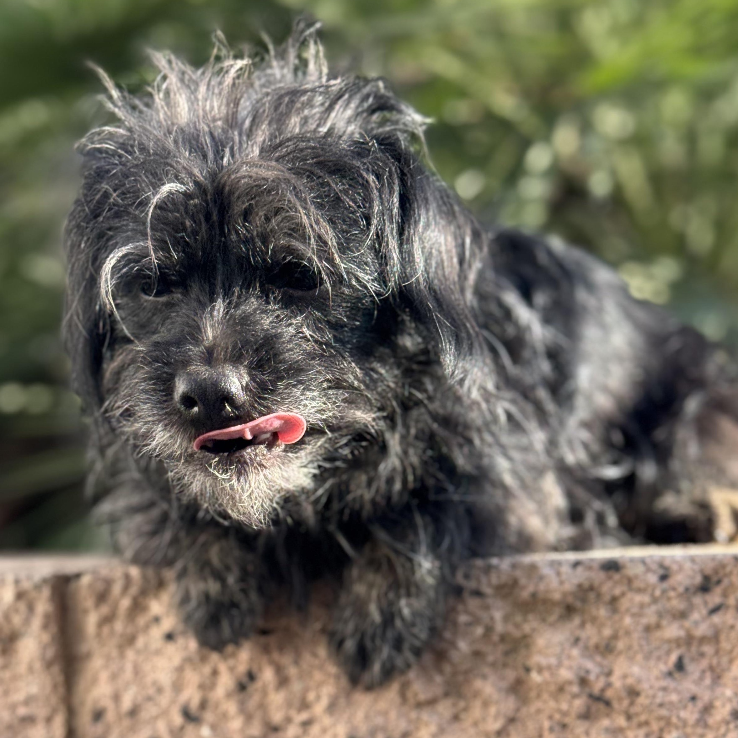 Mr. Sweet Theo thumbnail 3