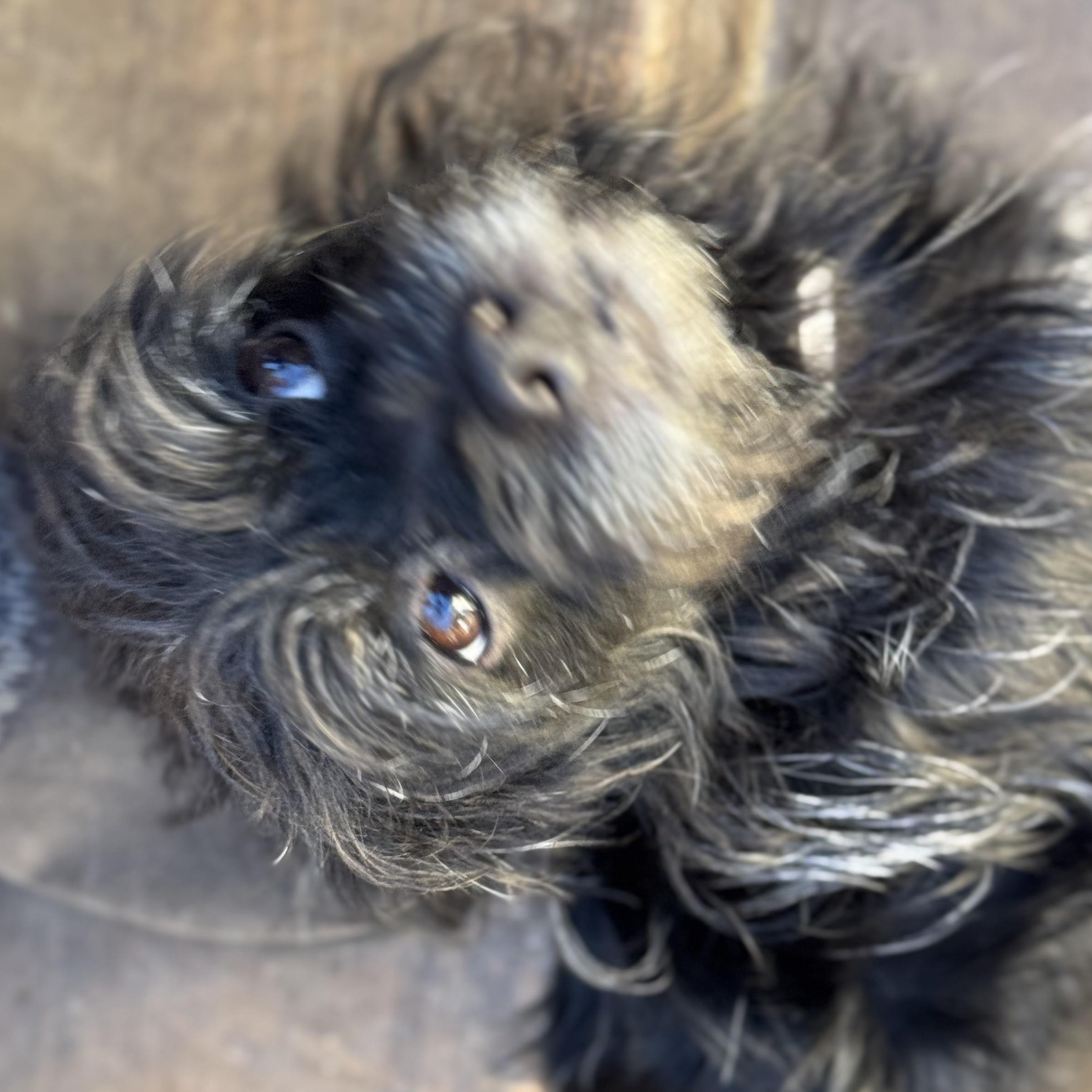 Mr. Sweet Theo thumbnail 4