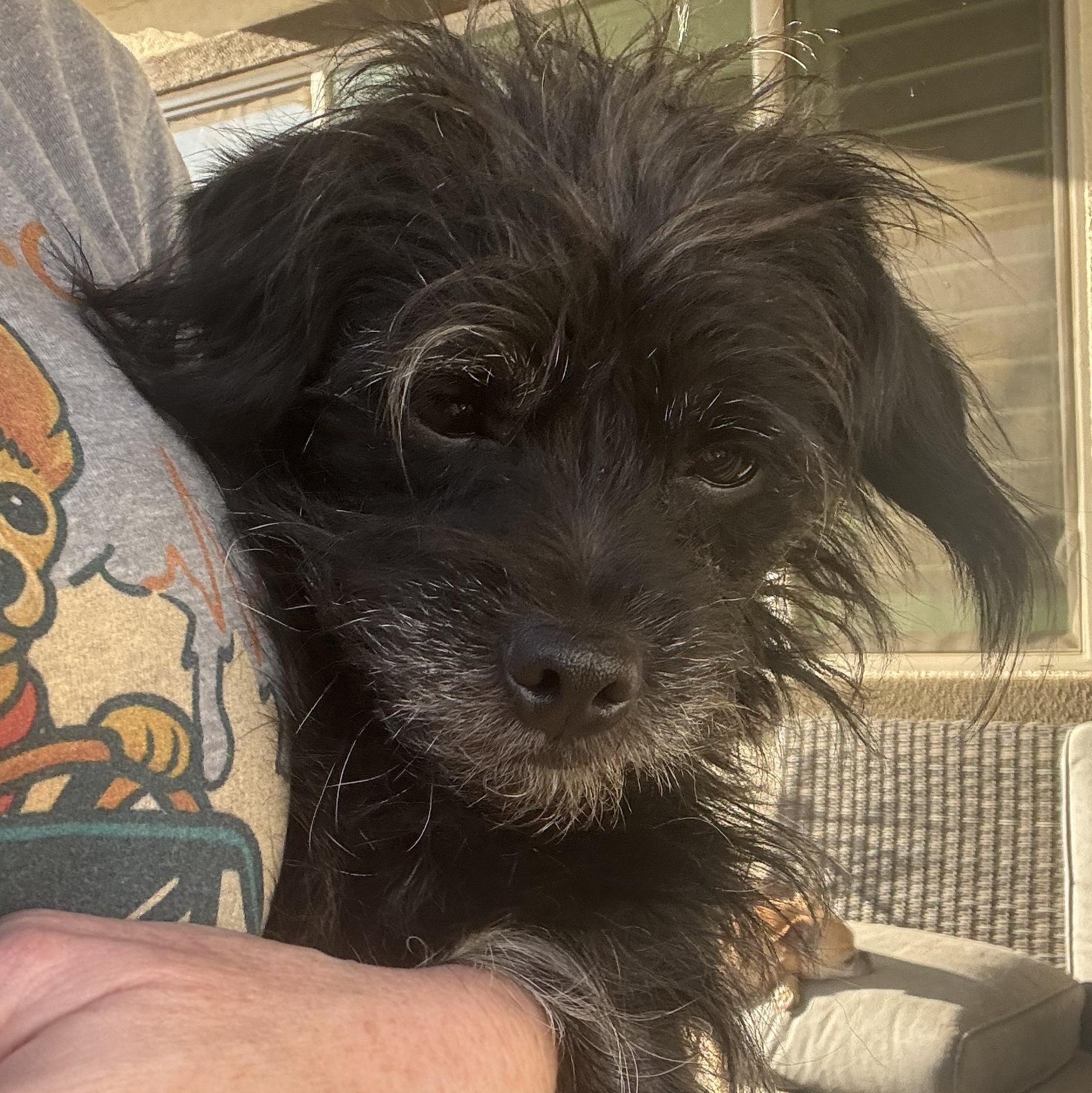 Mr. Sweet Theo thumbnail 5