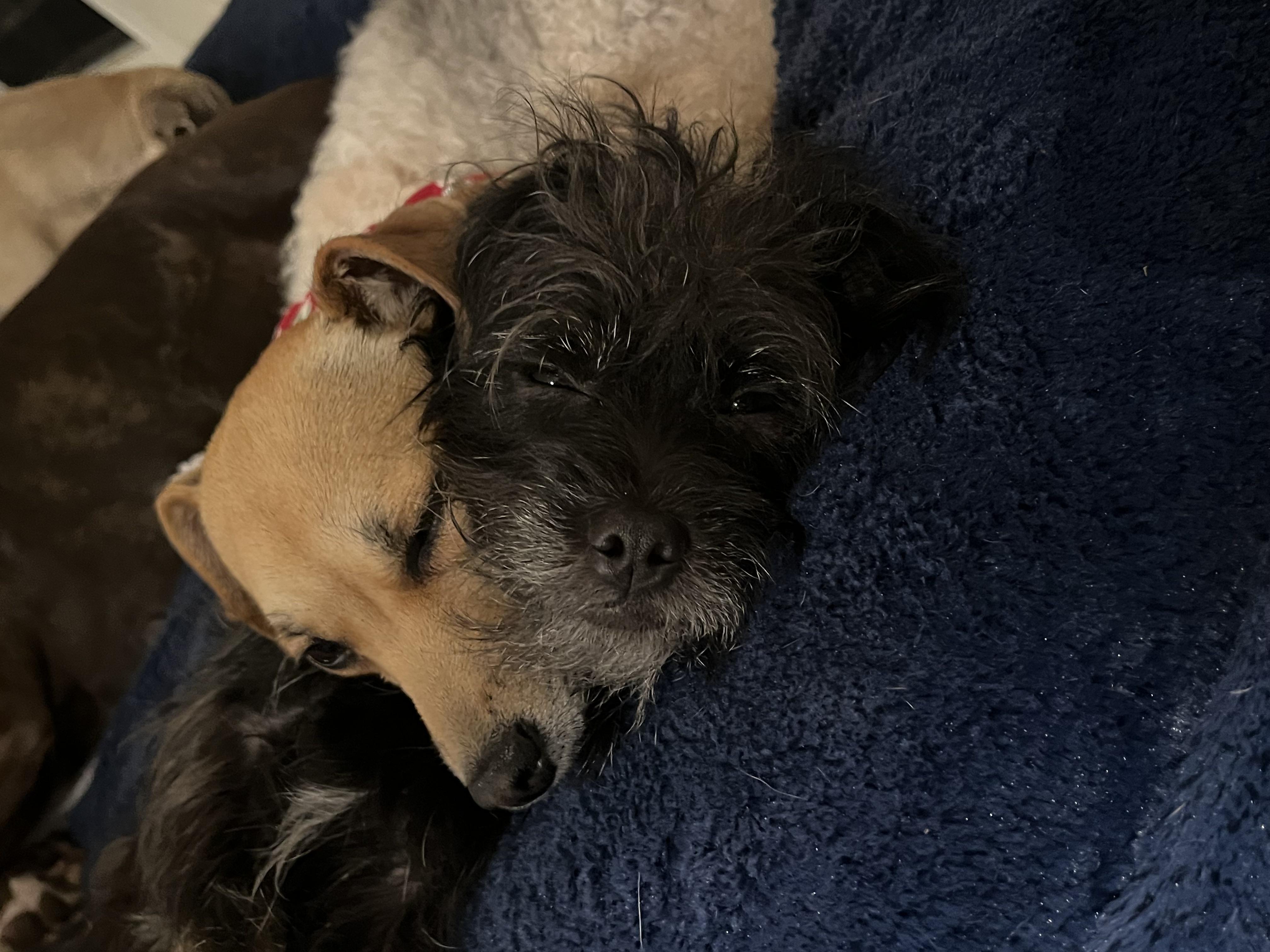 Mr. Sweet Theo thumbnail 6