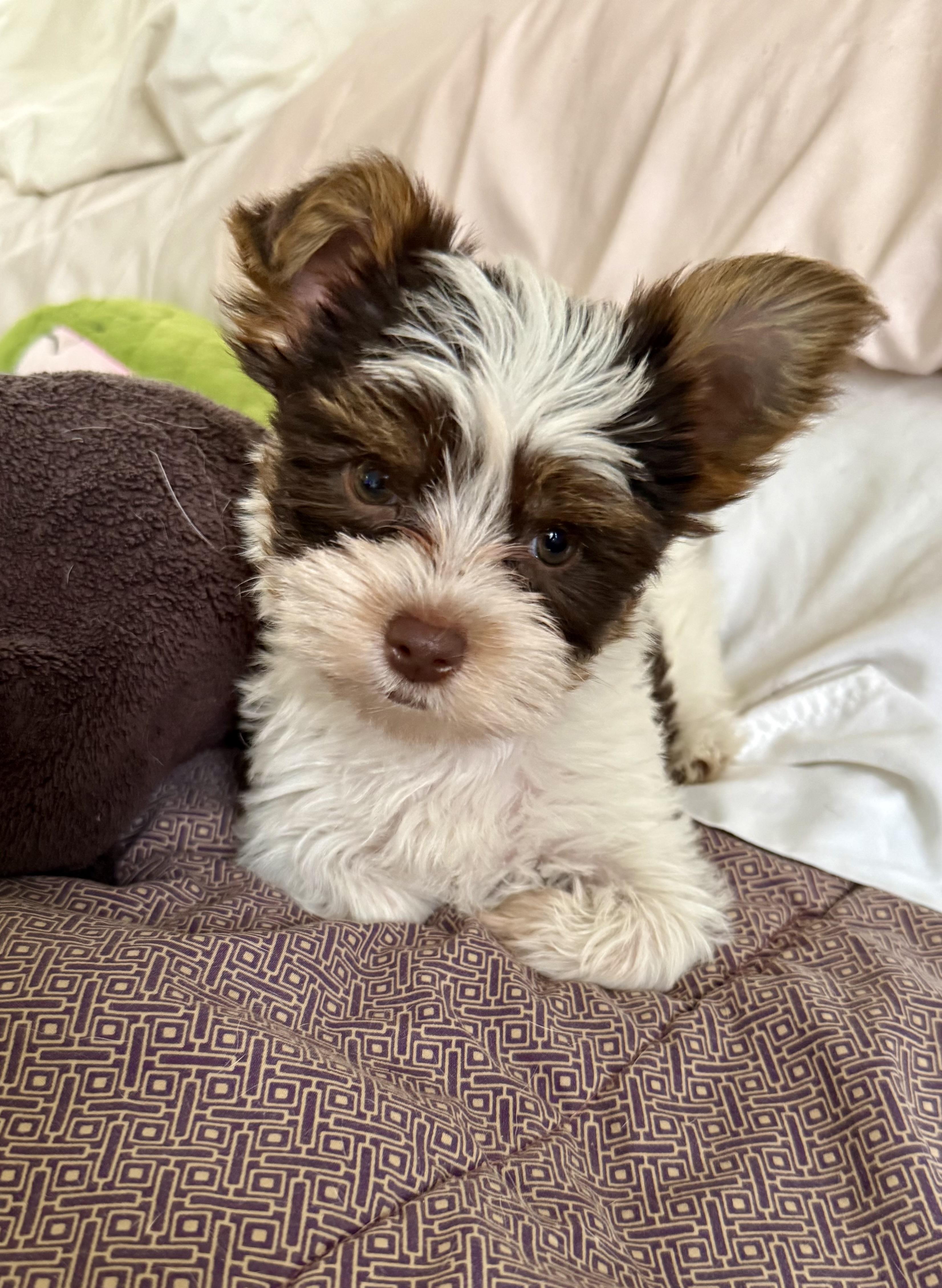 Hypoallergenic Boy Yorkie Pup, an adopted Yorkshire Terrier in Boca Raton, FL image 6/6