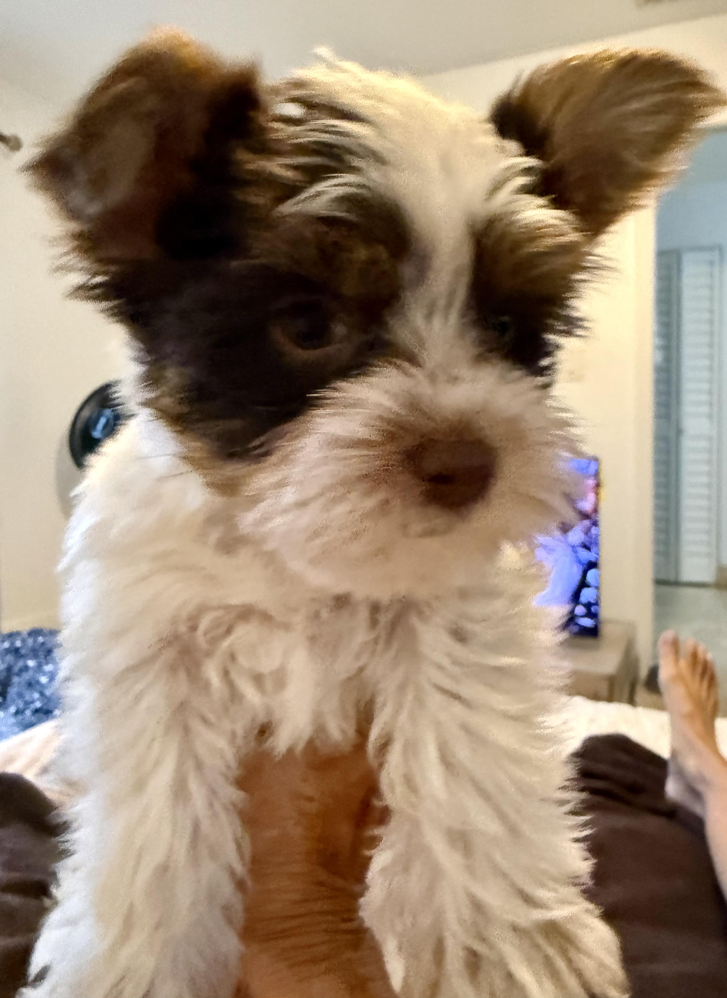 Hypoallergenic Boy Yorkie Pup, an adopted Yorkshire Terrier in Boca Raton, FL image 3/6