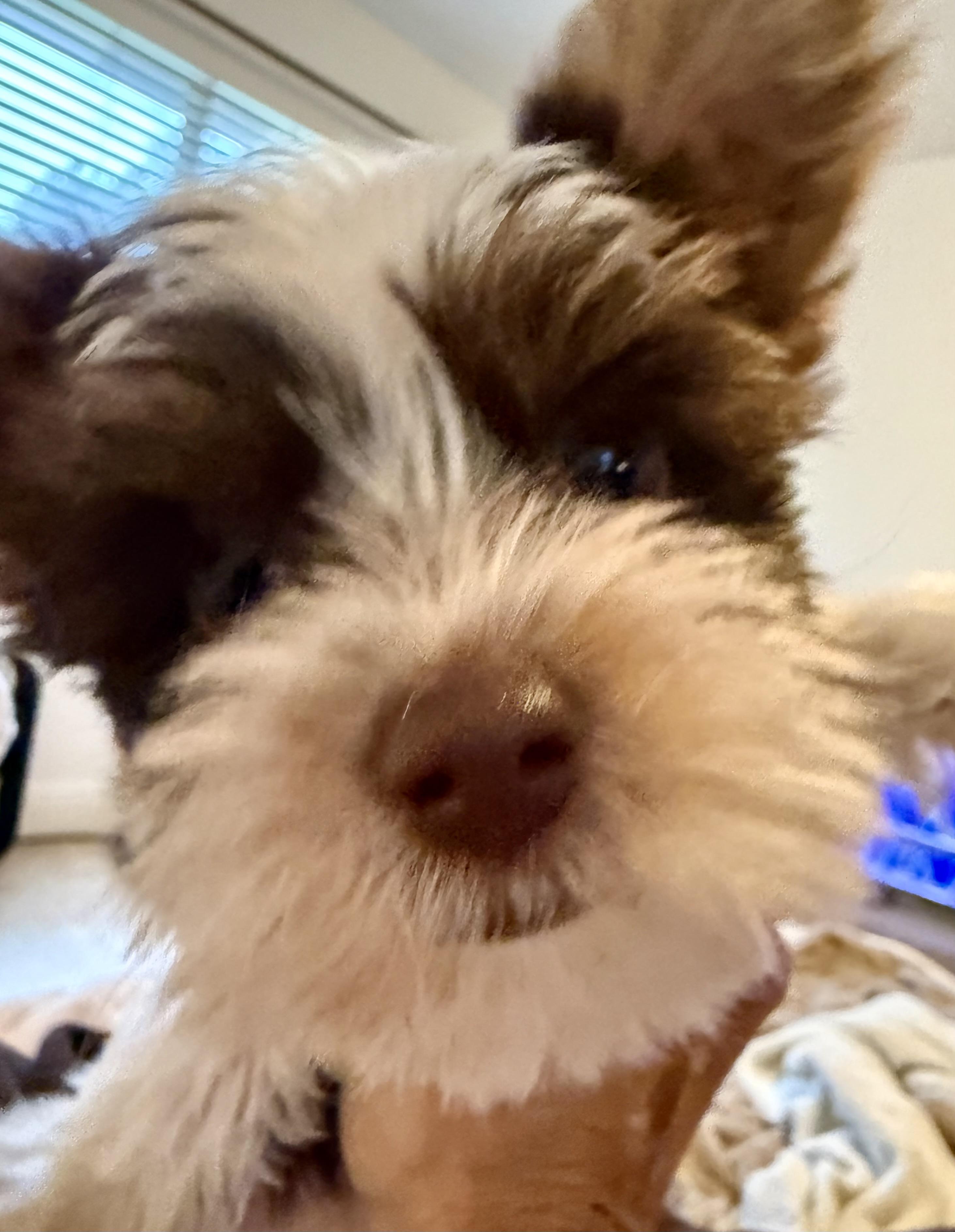 Hypoallergenic Boy Yorkie Pup, adopted, Puppy Male Yorkshire Terrier.