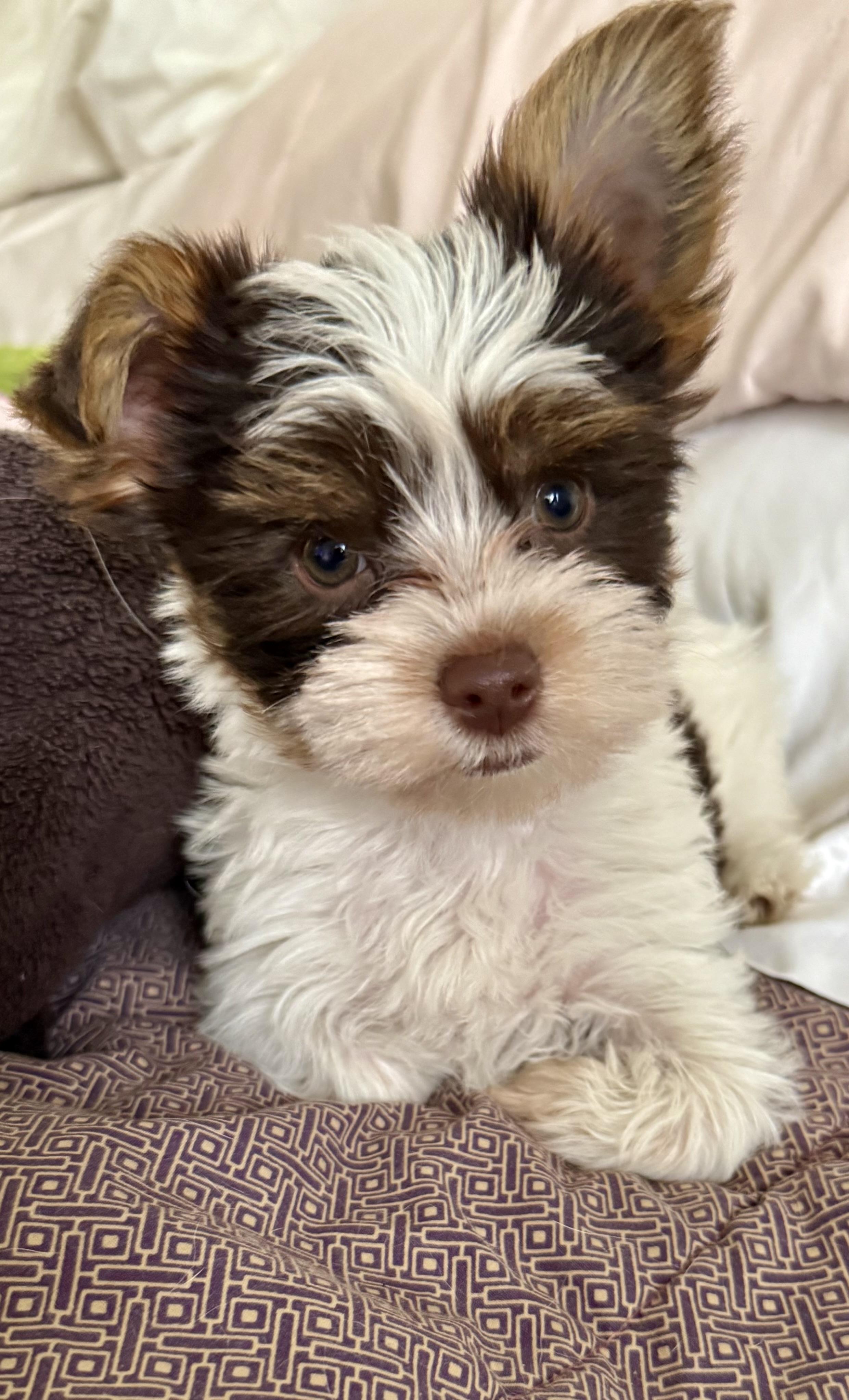 Hypoallergenic Boy Yorkie Pup, an adopted Yorkshire Terrier in Boca Raton, FL image 5/6